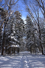 札幌の森林公園の歩くスキーコースの風景