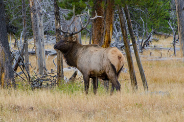 Bull Elk (Wapiti) in Yellowstone National Park, Wyoming, United States