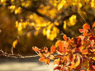 Yellow and red leaves hanging on tree branches in autumn forest, close up view. Colorful foliage in October, nature background. Autumn in the wood. Blurred background. Selective soft focus