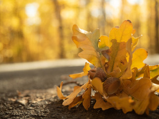 Yellow oak leaves with acorn in bright sunlight, close up view. Fall foliage in autumn forest. Yellow leaves on the ground. Ukrainian nature background. Blurred background. Selective soft focus