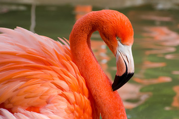 Portrait of a Bright Coral Colored Flamingo Grooming Feathers © Evelyn