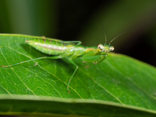 Macro Photo of Praying Mantis Camouflage on Green Leaf, Selective Focus at Head