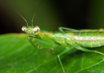 Macro Photo of Praying Mantis Camouflage on Green Leaf, Selective Focus at Head