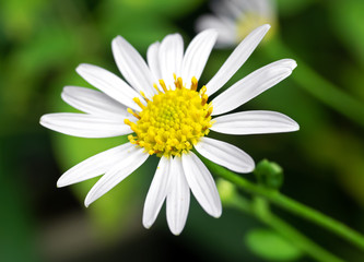 Close up Oxeye Daisy Flower Isolated on Blurry Background
