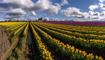 Skagit Valley Tulip Festival 1129