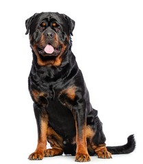 Rottweiler Dog  Isolated  on White Background in studio