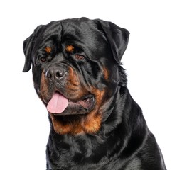 Rottweiler Dog  Isolated  on White Background in studio
