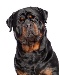 Fototapeta premium Rottweiler Dog Isolated on White Background in studio