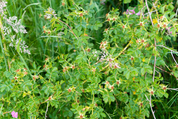 rosa mosqueta