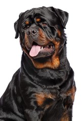 Obraz premium Rottweiler Dog Isolated on White Background in studio
