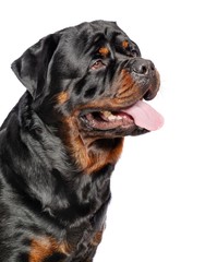 Obraz premium Rottweiler Dog Isolated on White Background in studio
