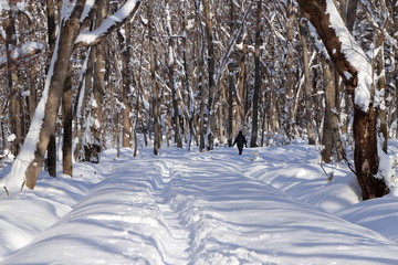 札幌の森林公園の歩くスキーコースの風景
