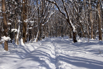 札幌の森林公園の歩くスキーコースの風景