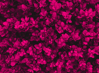 leaves pattern texture background pink color, Natural background closeup