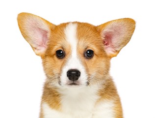 Welsh corgi puppy Dog  Isolated  on White Background in studio
