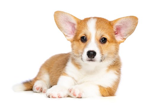 Welsh corgi puppy Dog  Isolated  on White Background in studio