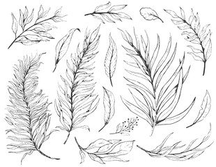 Fototapeta premium Sketch set plant leaves, drawing nature set. Graphic floral botanical line painted herb.