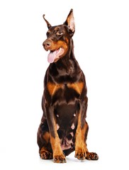 Doberman Dog  Isolated  on White Background in studio