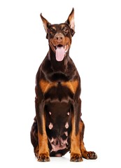 Doberman Dog  Isolated  on White Background in studio