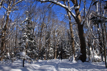 札幌の森林公園の歩くスキーコースの風景