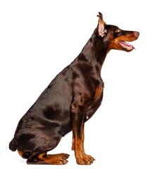 Doberman Dog  Isolated  on White Background in studio