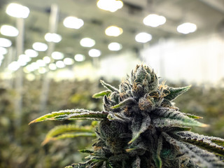 Commercial Weed Bud Grown on Plant Under Warehouse Lights - obrazy, fototapety, plakaty