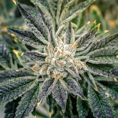 Top View Marijauna Bud and Leaf Display on Garden Plant