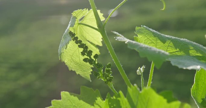 Vitigno