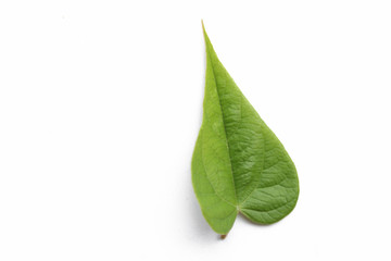 Fototapeta na wymiar Green leafs on white background. Isolated leaf.