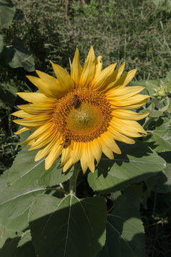 portrait of sunflower with bees