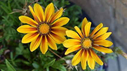 yellow flowers in the garden
