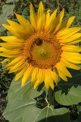 Fototapeta premium yellow sunflower with three bees