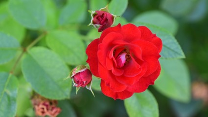 red rose in the garden macro
