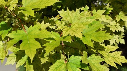 green maple tree leaves branches