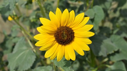 sunflower in a field