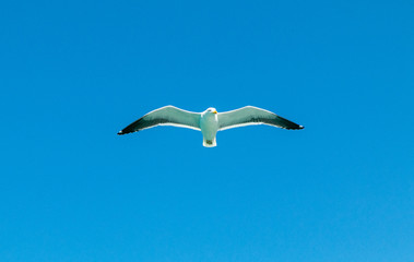 Obraz premium Gaivota