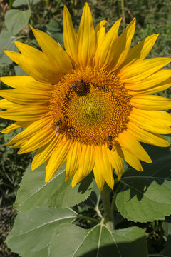 yellow sunflower with three bees