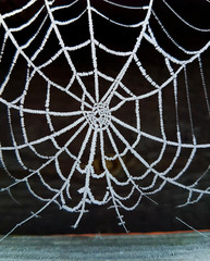 Web of spider close up