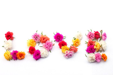 Fototapeta premium Message of LOVE by Portulaca flower isolated on white background.