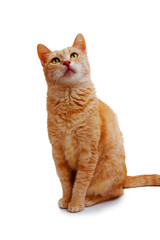 ginger cat sitting and looking up isolated on white background