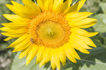 bee on sunflower with sunshine on it
