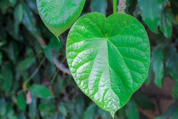 Heart-shaped leaves .