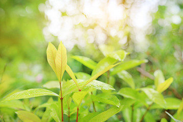 Young tree leaf on blurred background in the summer garden.