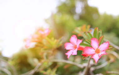 Pink Azalea flowers in the summer garden with rays of sunlight.