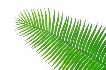 Obraz premium Green leaves of gum palm or giant dioon (Dioon spinulosum Dyer) the tropical cycad palm plant on white