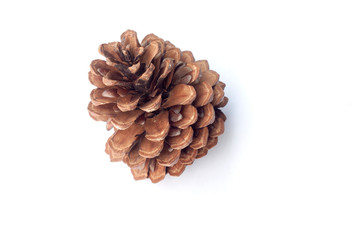 Brown Pine cones isolated on white background.