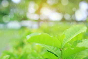 Fresh young green tree top leaf on blurred background in the summer garden with raining and rays of sunlight.