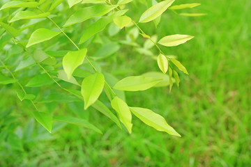 Green tree leaf on blurred background in the park with copy space and clean pattern.