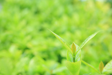 Green tree leaf on blurred background in the park with copy space and clean pattern.