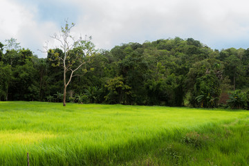 Fototapeta na wymiar Greenery rice field